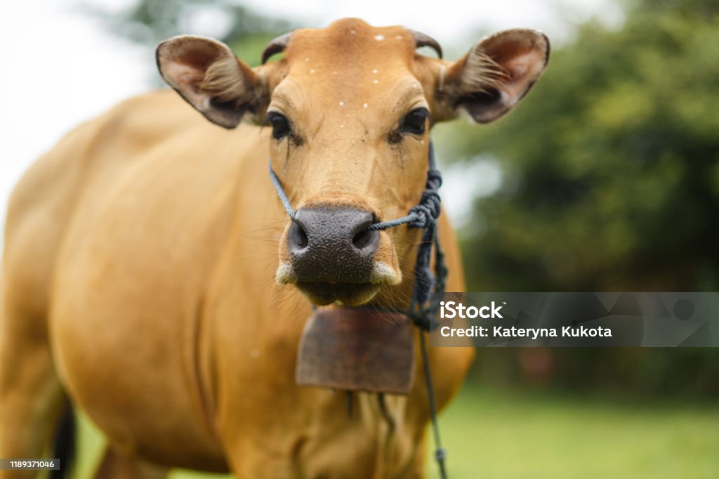 Sapi Limousin