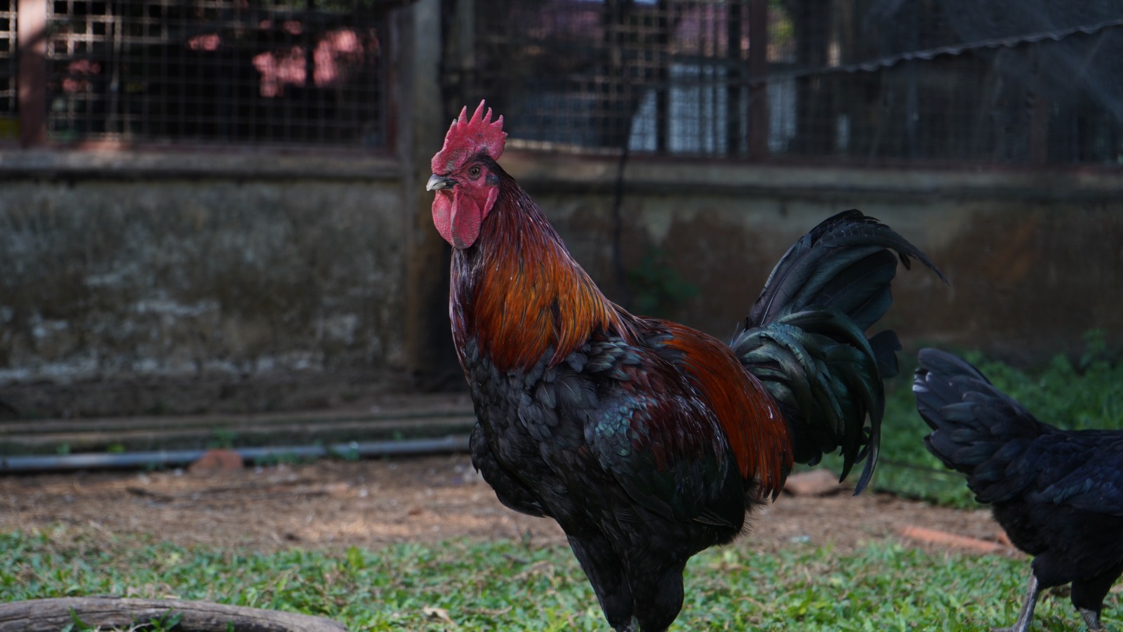 Sapi Brahman